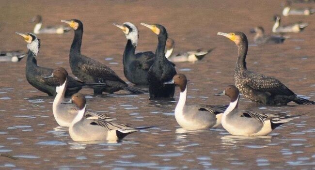 आखिरी सांसे गिन रहा मेहमान :कावर झील पर आने वाले विदेशी पक्षियों नहीं है सुरक्षित
