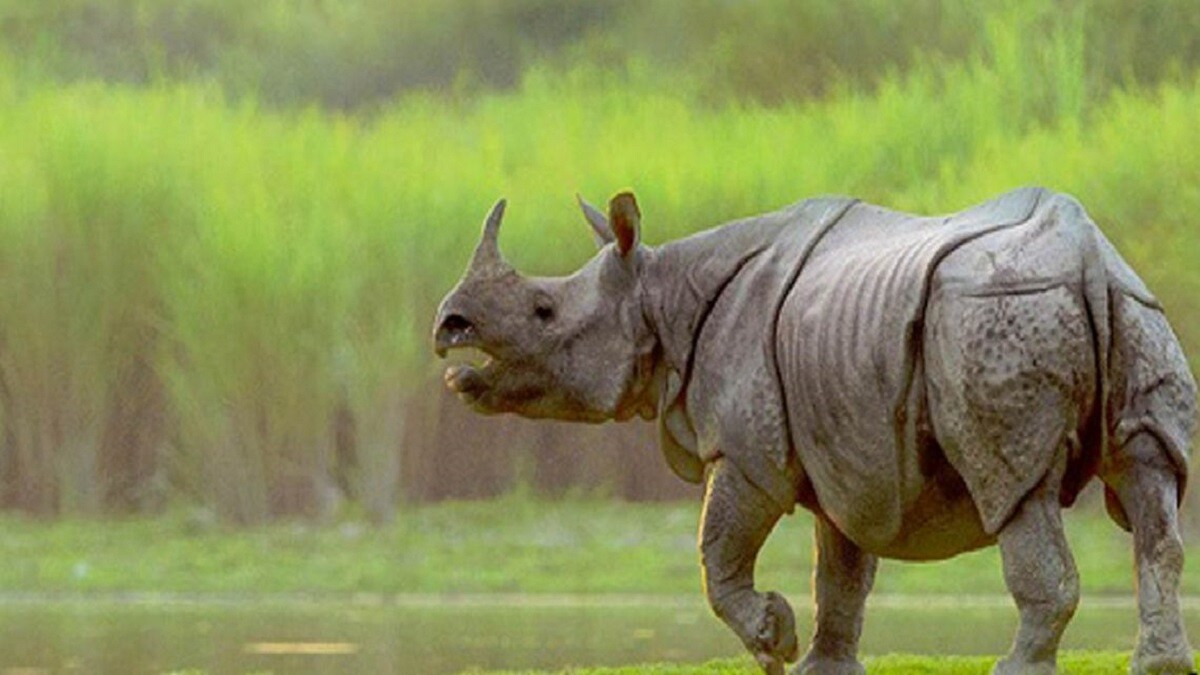ayodhya rhino bihar