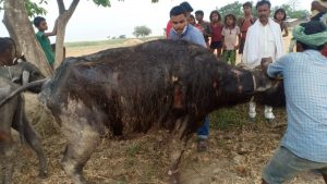 Firefly in Ballia of Begusarai, about a dozen houses burnt, the treatment of animals burnt by fire