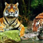 Tiger reserve valmiki bihar