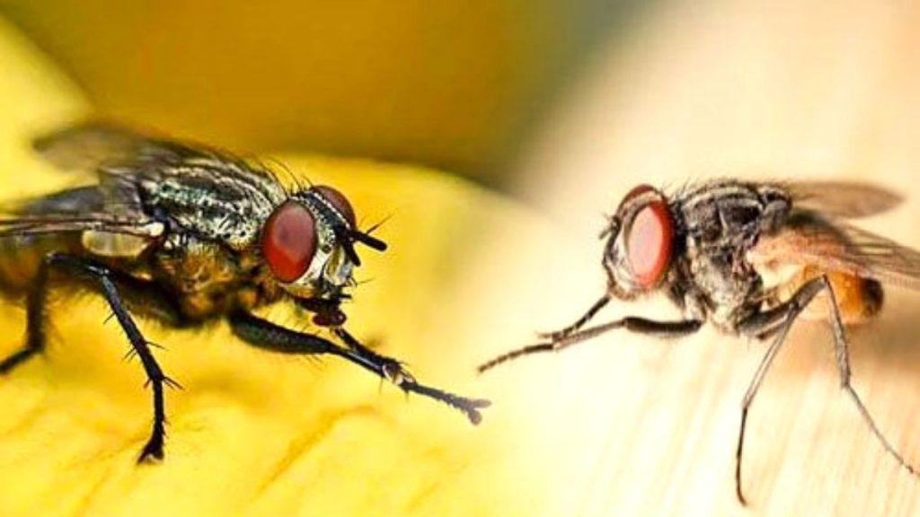why housfly rub their hands