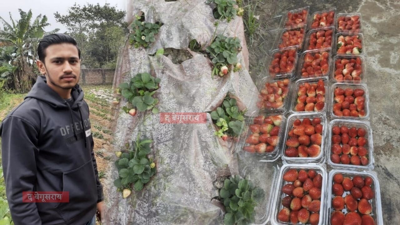strawberry-cultivation begusarai