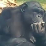 Chimpanzee video