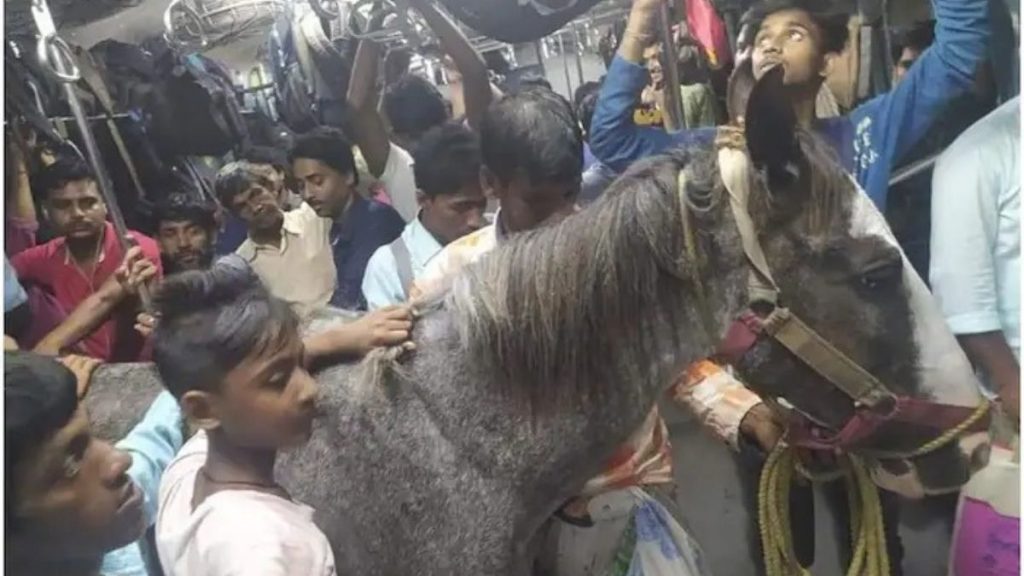 Horse in Train