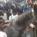 Horse in Train