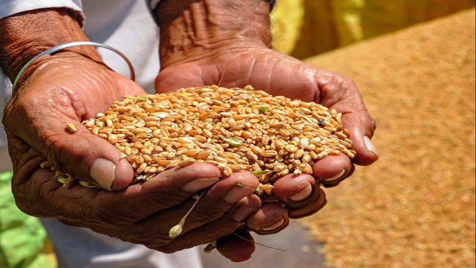 Ration Card : केंद्र सरकार ने घटाया कोटा, जानिए अब कितना मिलेगा गेहूं और चावल.. 1