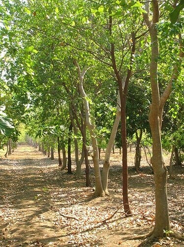 गजब का पेड़ : महज 30 हजार लगाकर कमाएं पूरे 70 लाख रुपए, फटाफट जानिए डिटेल में.. 2