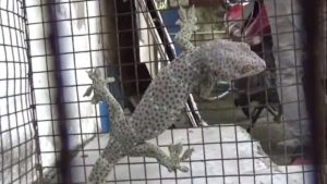 This lizard is being sold for 1 crore