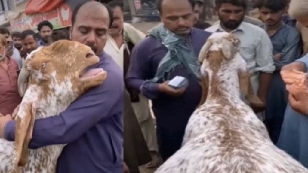 Viral Video : कुर्बानी के लिए बकरे को बेच रहा था मालिक, कंधे पर सिर रखकर खूब रोया बकरा.. 1