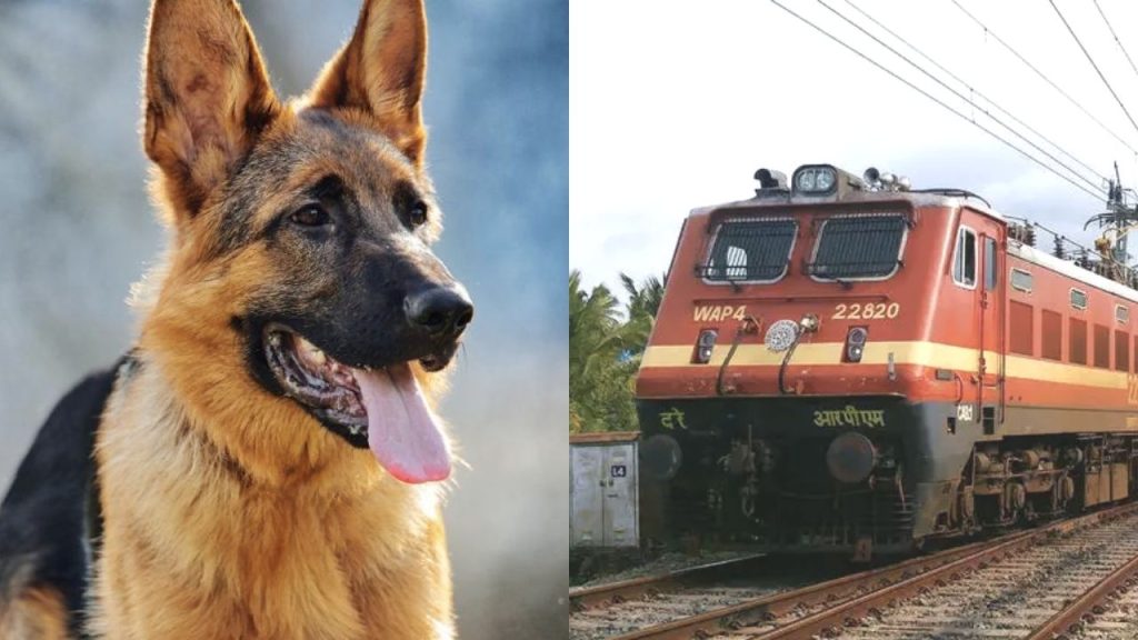 Train Dog Fare