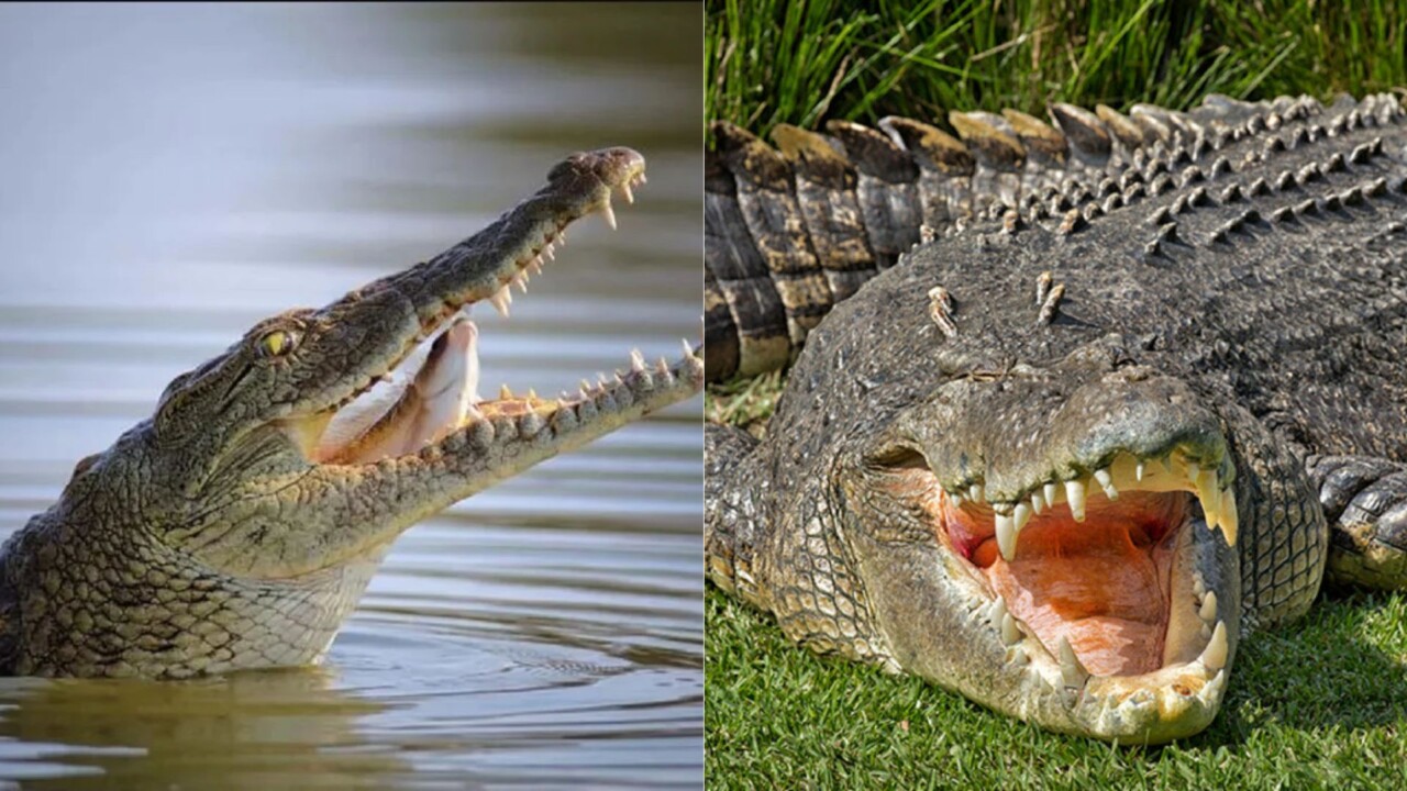 crocodile swallow his food