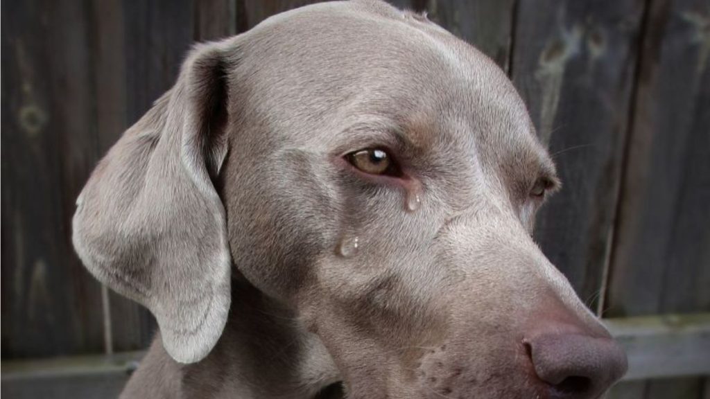 Dog Tears