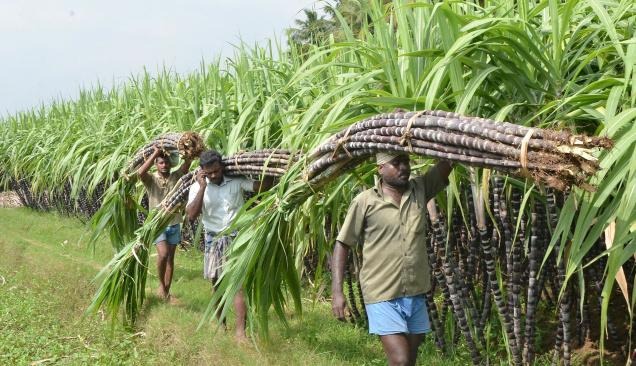 गन्ना किसानों को मिलेगा बड़ा फायदा! अब सरकार ने बढ़ाई MSP 1