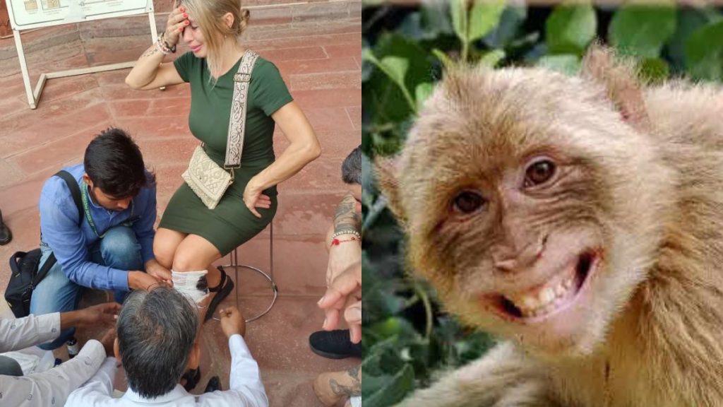 Taj Mahal पर स्पेनिश पर्यटक को बंदर ने काटा, बंदरों की सेल्फी ले रहा था कपल... 1