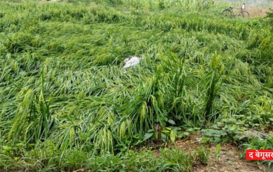नावकोठी : बारिश एवं हवा से धान तथा अन्य फसल बर्बाद,किसान हुए मायूस 18
