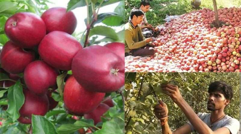 बिहार में भी शुरू हुई सेब की खेती - अमित नई तकनीक से कर रहे मोटी कमाई.. 5
