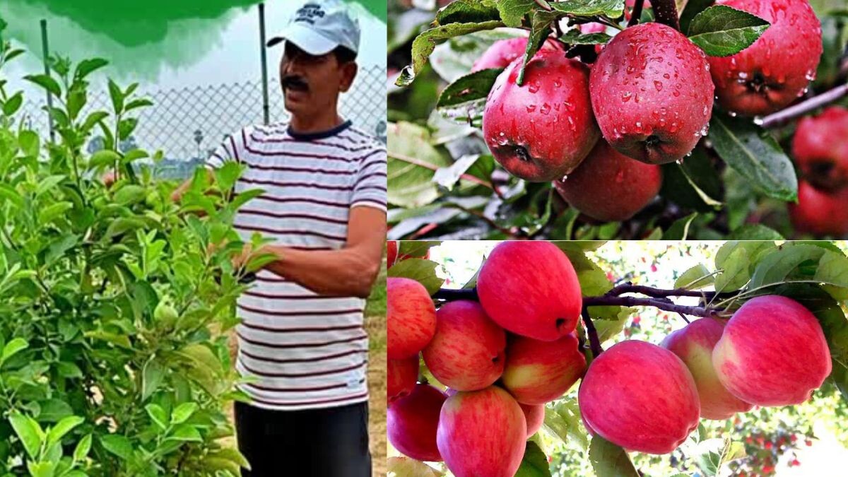 Apple Farming in Bihar