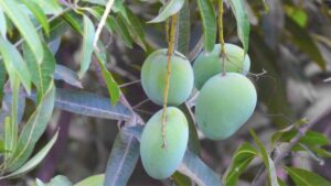 Bihar Mango
