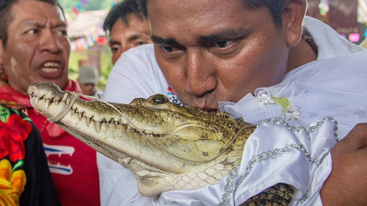 crocodile wedding