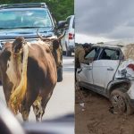 Animal Attack Covered in Car Insurance