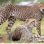 Cheetah Deaths