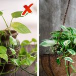 Do this remedy with money plant