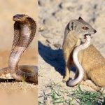 Enmity between snake and mongoose