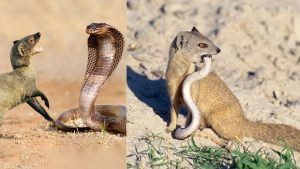 Enmity between snake and mongoose