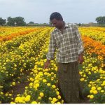 Government will give up to 70% subsidy on flower cultivation in Bihar