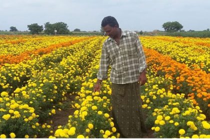 Government will give up to 70% subsidy on flower cultivation in Bihar