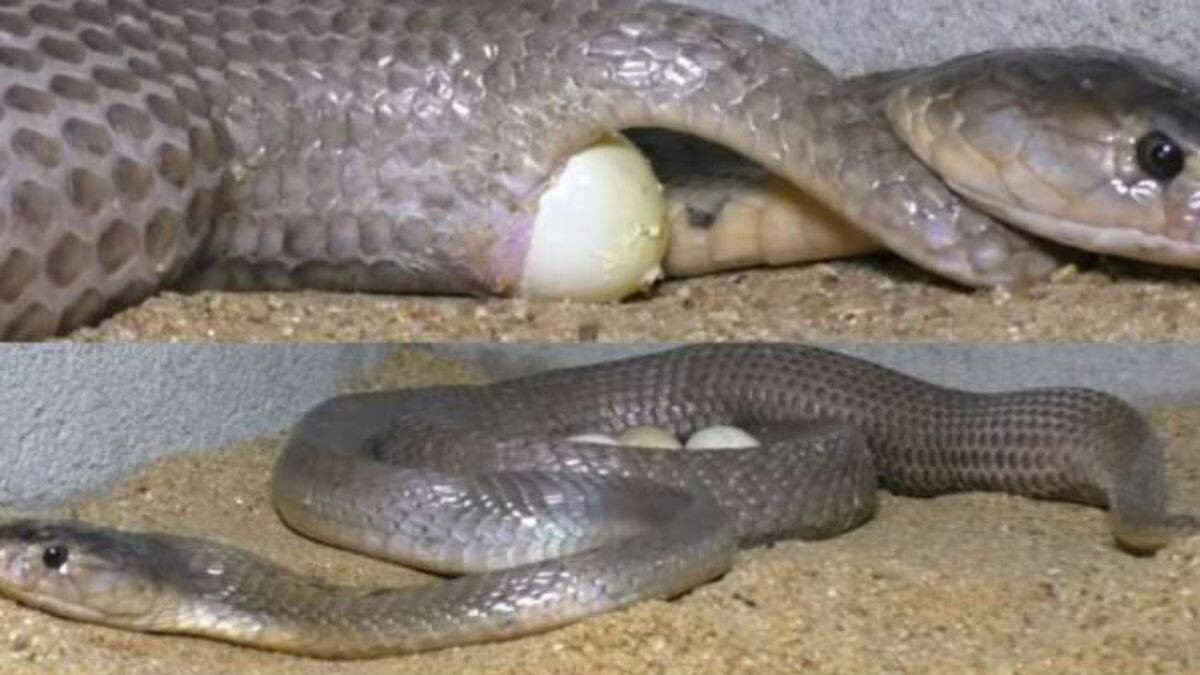 How many eggs does King Cobra lay at a time