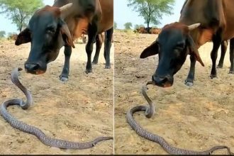 King Cobra And Cow