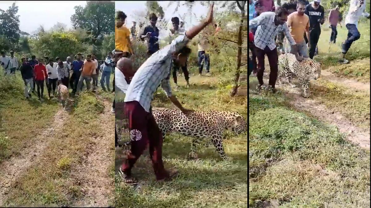 Leopard Viral Video