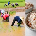 Sticky Rice Farming