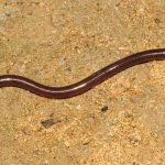 This snake named Blind Snake is exactly like an earthworm in appearance.