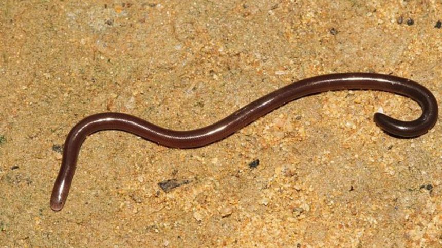 This snake named Blind Snake is exactly like an earthworm in appearance.