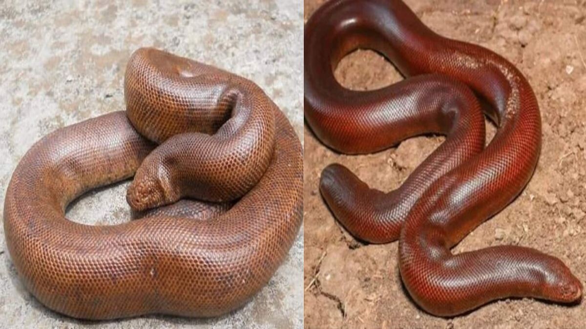 Two Faced Snake