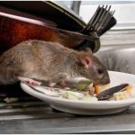 Ways to Remove Rats