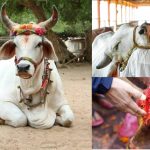 Why Cow Called Mother