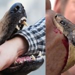 snake or dog bite