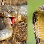what does king cobra eat