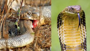 what does king cobra eat