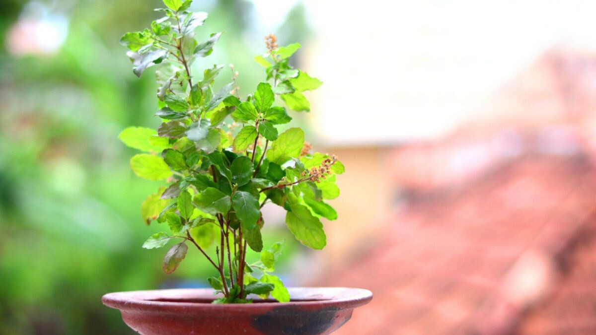 Do not plant these plants near Tulsi tree even by mistake