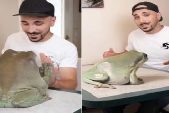 Have you ever seen such a big frog