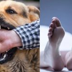 Who will be responsible if death occurs due to stray dog bite
