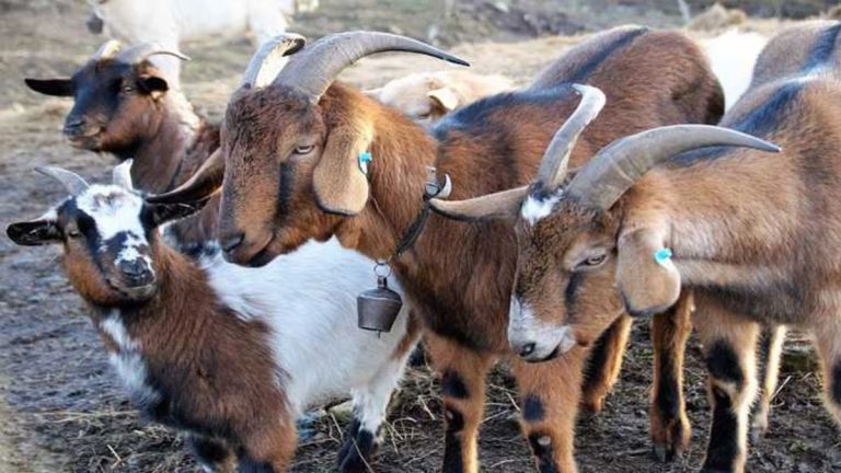 Goat gets full 1 year jail!