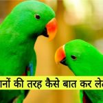Parrot Speak like Human