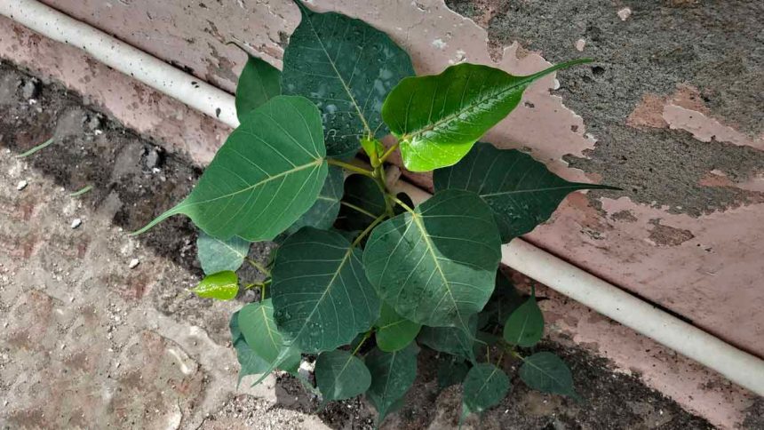 Vastu Tips for Peepal Plant