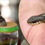 What is the intoxication of snake venom