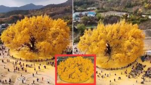 800 year old gold tree